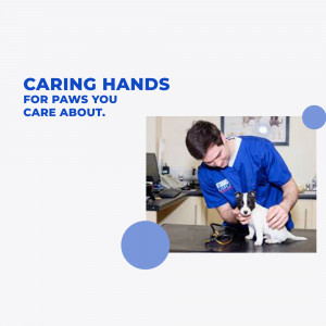 Veterinarian examining a small dog in a clinic