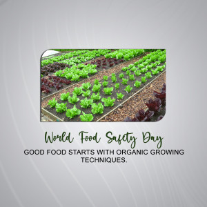 Image depicting rows of organic lettuce in a field with text 'World Food Safety Day - Good Food Starts With Organic Growing Techniques'