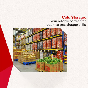Interior view of a cold storage warehouse filled with stacked pallets of fruits and vegetables.