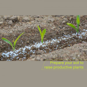 Close-up of young green seedlings sprouting from soil with white fertilizer granules.