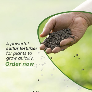 Hand holding granular sulfur fertilizer with green background and text promoting quick plant growth.