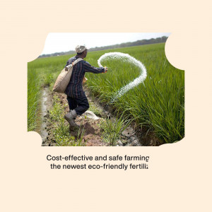 Farmer applying fertilizer in a rice paddy field