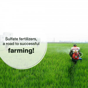 A farmer spraying fertilizer on a green rice field.