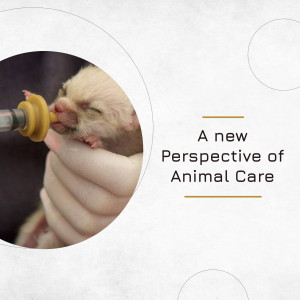 A veterinarian feeding a kitten with a syringe.