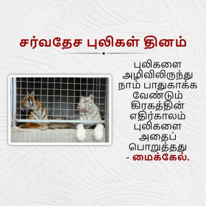 A white tiger looking out from its enclosure at a zoo, with Tamil text overlayed.
