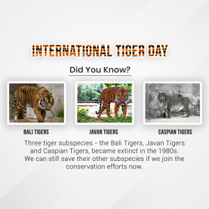 Image showcasing extinct tiger subspecies - Bali, Javan, and Caspian Tigers, with text about International Tiger Day.
