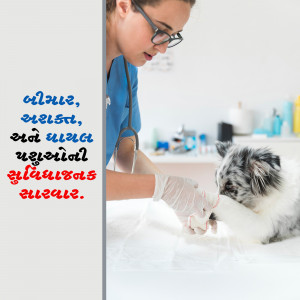 A veterinarian in scrubs examining a dog's paw.
