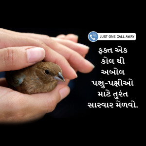 A person's hands gently holding a small brown bird.