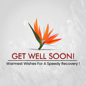 Get Well Soon card featuring a vibrant Bird of Paradise flower