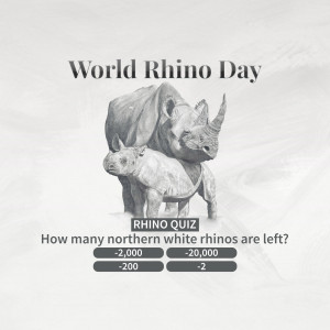 Image depicting a mother and baby rhino with text about World Rhino Day and a quiz question about the Northern White Rhino population.