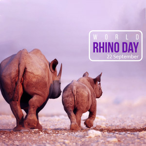Two rhinos, a mother and calf, walking towards the viewer with a World Rhino Day graphic.