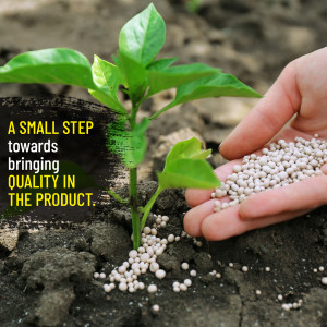 Hand fertilizing a small plant with granular fertilizer.