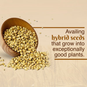 Wooden bowl overflowing with hybrid seeds on a wooden surface