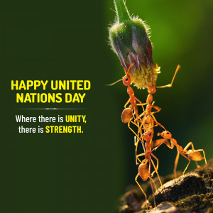 Ants working together on a plant stem with text 'Happy United Nations Day'