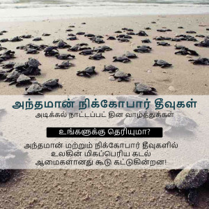 A group of newly hatched baby turtles crawling on a sandy beach towards the ocean.
