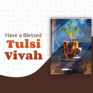Image depicting a Tulsi plant with decorations for Tulsi Vivah