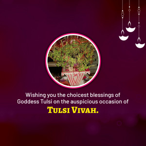 Image depicting a Tulsi plant decorated for Tulsi Vivah with a festive greeting.