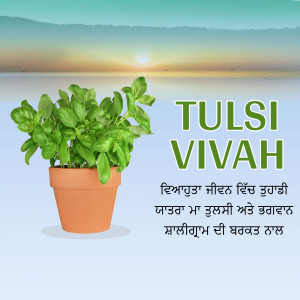 Tulsi plant in a pot with text 'Tulsi Vivah'