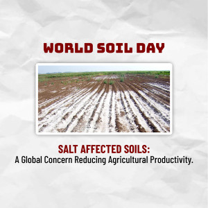 Image depicting salt-affected agricultural land with text highlighting World Soil Day and the issue of soil salinity.