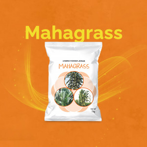 Package of Mahagrass Hybrid Fodder