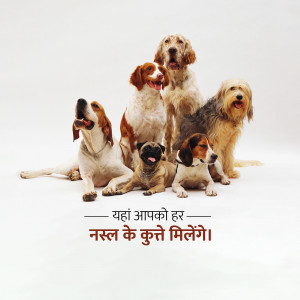 Group of dogs of different breeds posing for a picture