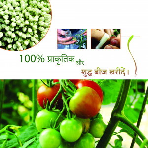 Close-up of tomato seeds and growing tomatoes with grafting process illustration