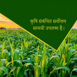 Green cornfield with text overlay in Hindi