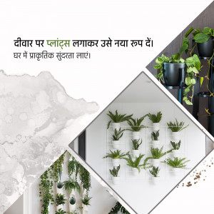 Collage of wall-mounted plant displays and textured wall