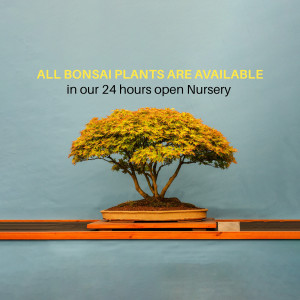 A bonsai tree on a shelf with text advertising 24-hour nursery availability.