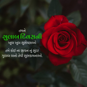 Close-up of a red rose with Gujarati text wishing Happy Rose Day