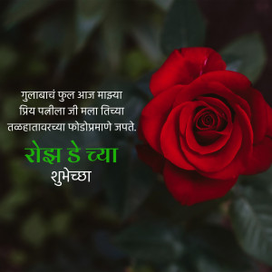 Close-up of a vibrant red rose with text in Marathi