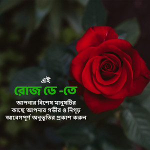 Close-up of a vibrant red rose with Bengali text overlay