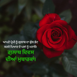 Close-up of a vibrant red rose with Punjabi text overlay