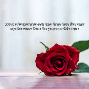 Close-up of a single red rose with dew drops and Bengali text overlay