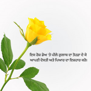 Close-up of a vibrant yellow rose with Punjabi script in the background