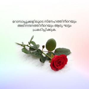 A single red rose with water droplets on a white and light blue background with Malayalam script.