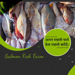 A variety of fresh fish displayed on ice with text in Hindi and English promoting Salmon Fish Farm.
