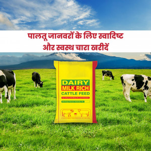 Image of Dairy Milk Rich cattle feed bag with cows grazing in a green field.