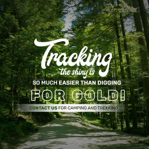 Image with text 'Tracking the shiny is so much easier than digging for gold' over a forest path.