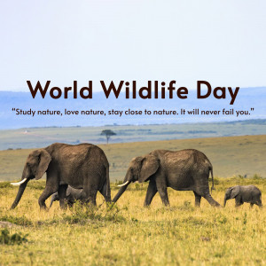 Two adult elephants and a baby elephant walking across a grassy plain with a World Wildlife Day banner.