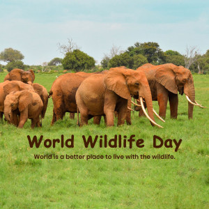 A herd of elephants in a grassy field with the text 'World Wildlife Day'