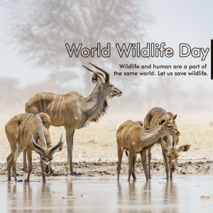 A group of Kudu grazing near water on World Wildlife Day