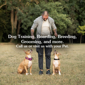 Man training two dogs in a field with text advertising dog training, boarding, and grooming services.