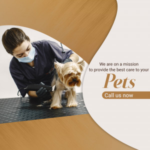 Veterinarian grooming a small dog