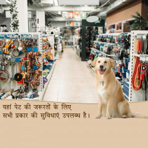A golden retriever sits in a pet store surrounded by leashes, collars, and other pet supplies.