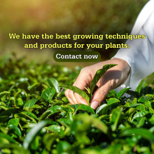 Hands gently holding a tea leaf over a lush green tea plantation.