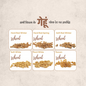Six different types of wheat grains displayed in individual boxes with labels.