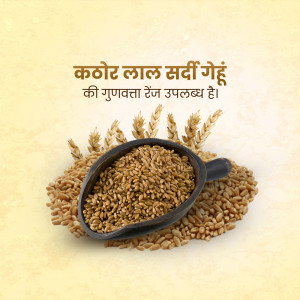 Image of Kotar Lal Sardi Gehun wheat grains in a spoon with wheat stalks
