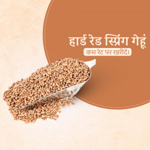 Pile of hard red spring wheat grains in a scoop against a terracotta background with text in Hindi.