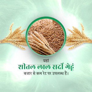 Close-up of wheat grains with wheat stalks and text in Hindi